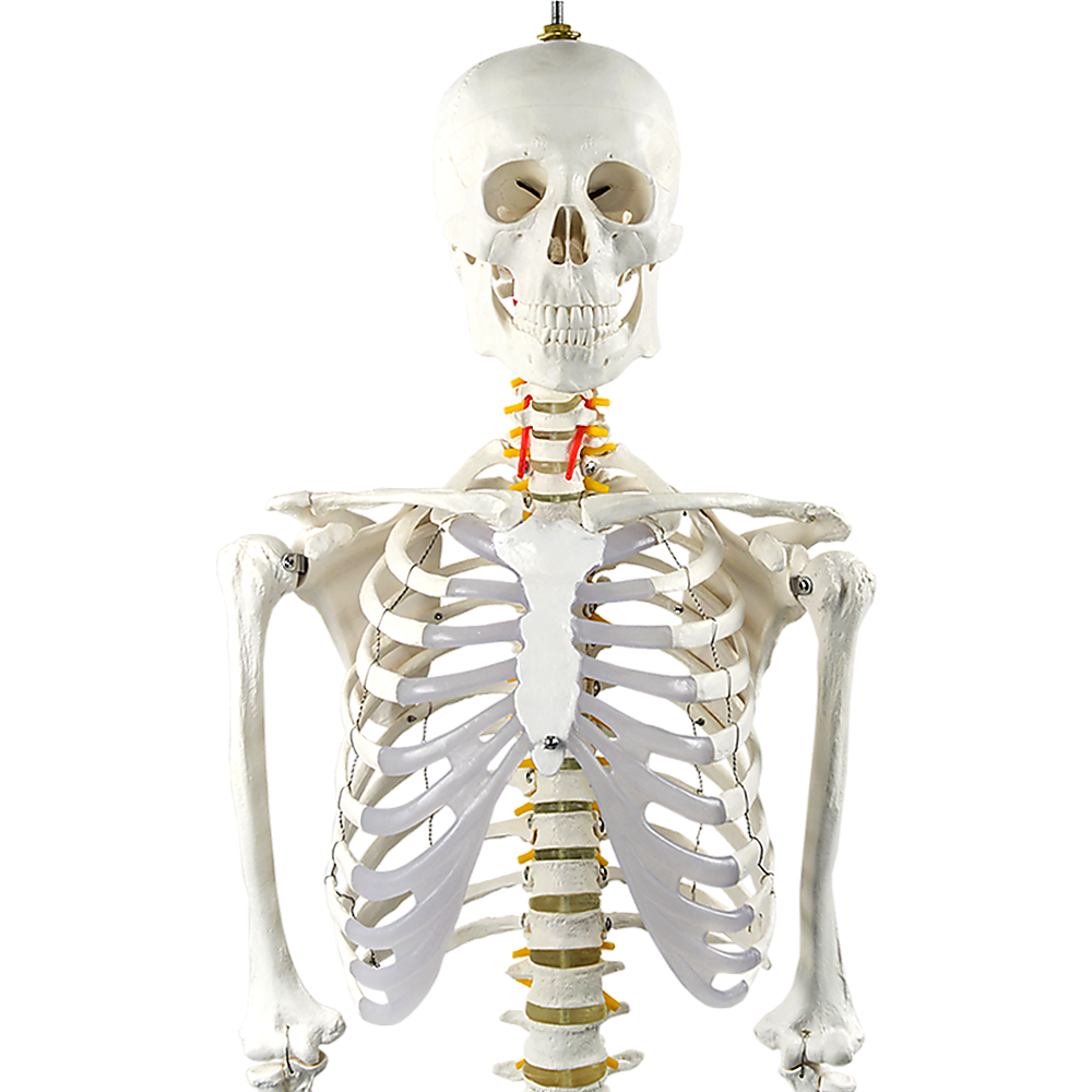 Human Skeleton Anatomical Model 180Cm