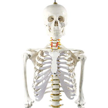 Human Skeleton Anatomical Model 180Cm