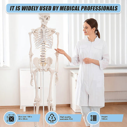 Human Skeleton Anatomical Model 180Cm