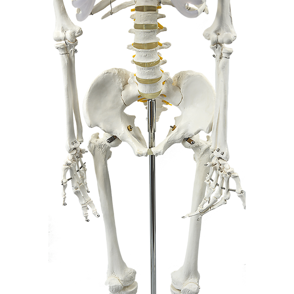 Human Skeleton Anatomical Model 180Cm
