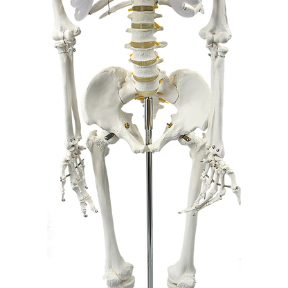 Human Skeleton Anatomical Model 180Cm