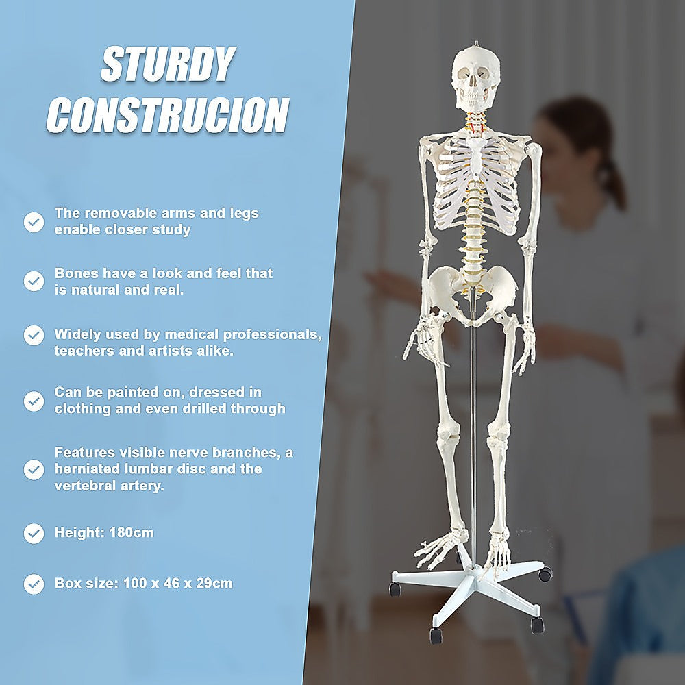 Human Skeleton Anatomical Model 180Cm