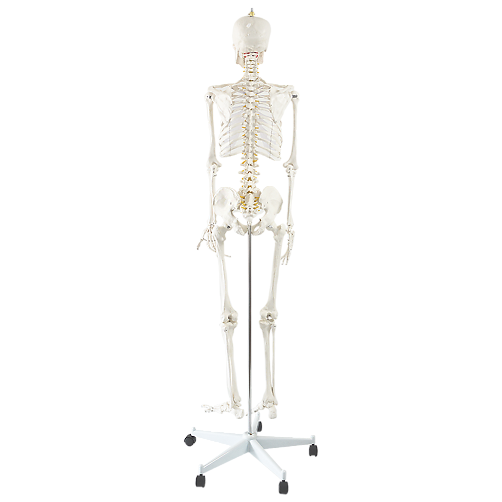 Human Skeleton Anatomical Model 180Cm