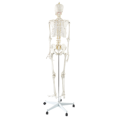 Human Skeleton Anatomical Model 180Cm