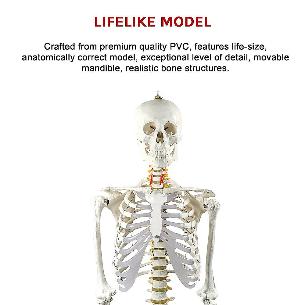 Human Skeleton Anatomical Model 180Cm