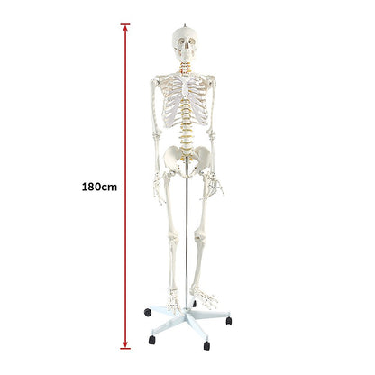 Human Skeleton Anatomical Model 180Cm