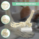 Life Size Foot Joint Anatomical Model Skeleton