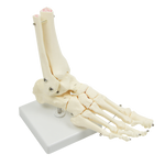 Life Size Foot Joint Anatomical Model Skeleton