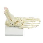 Life Size Foot Joint Anatomical Model Skeleton