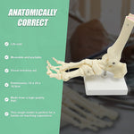 Life Size Foot Joint Anatomical Model Skeleton