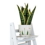 5 Tier Wooden Ladder Shelf Stand Storage Book Shelves Shelving