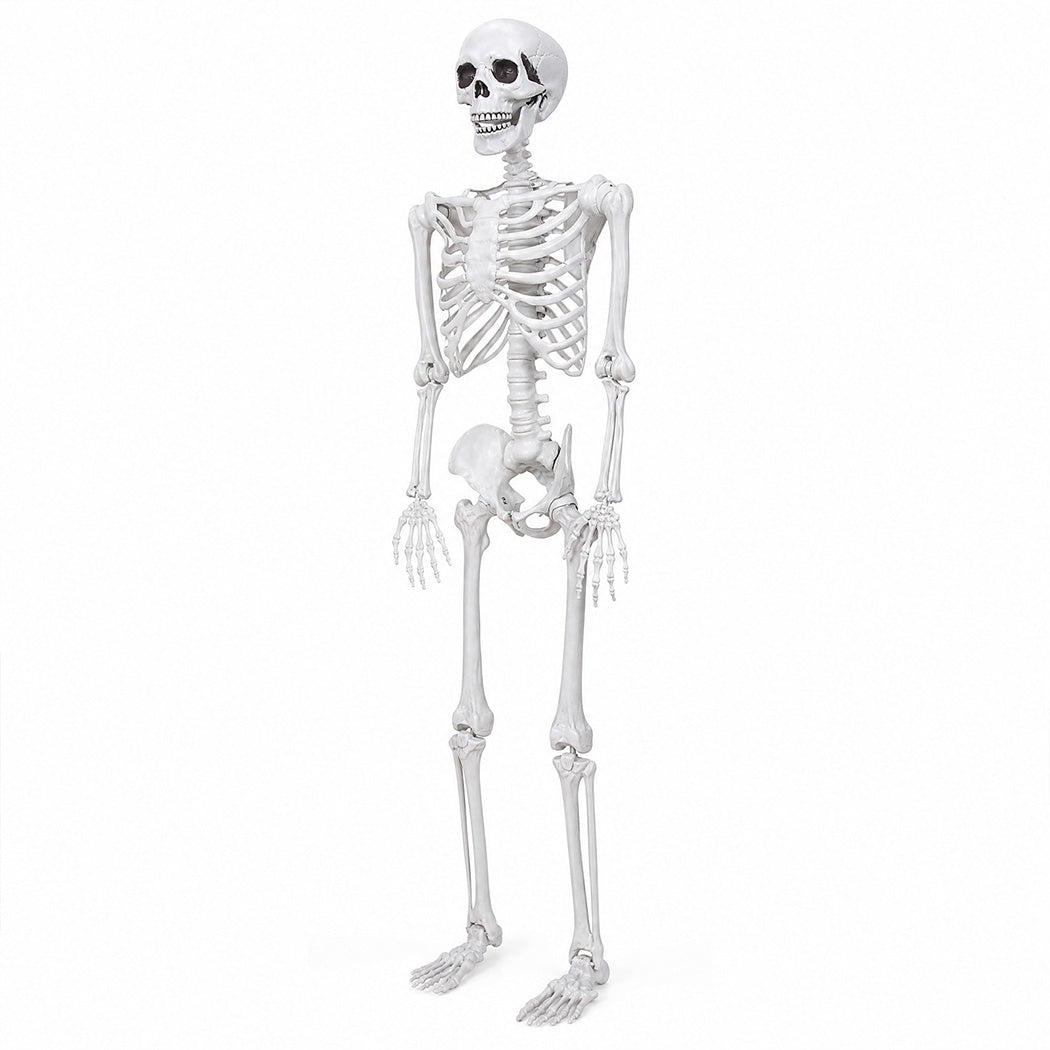 Life Size Skeleton Decoration White 185x36x11cm