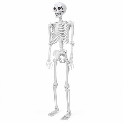 Life Size Skeleton Decoration White 185x36x11cm