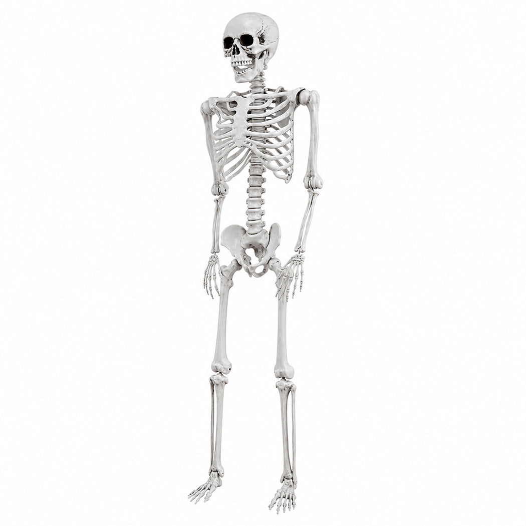 Life Size Skeleton Decoration 169x36x11cm