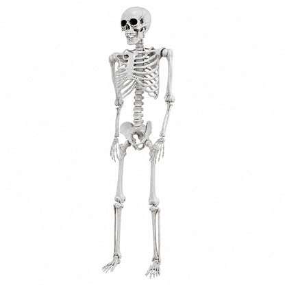 Life Size Skeleton Decoration 169x36x11cm