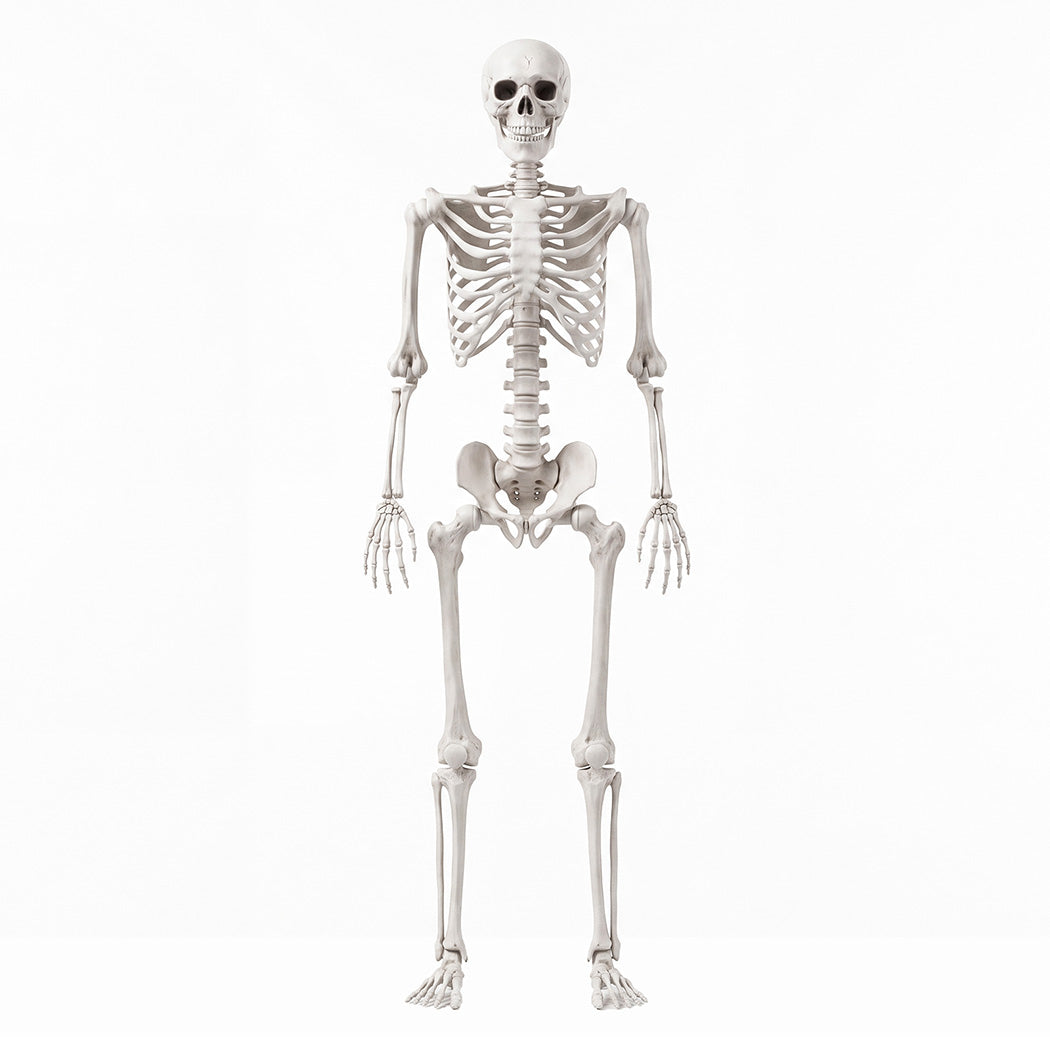 Life Size Skeleton Decoration White 165x36x11cm