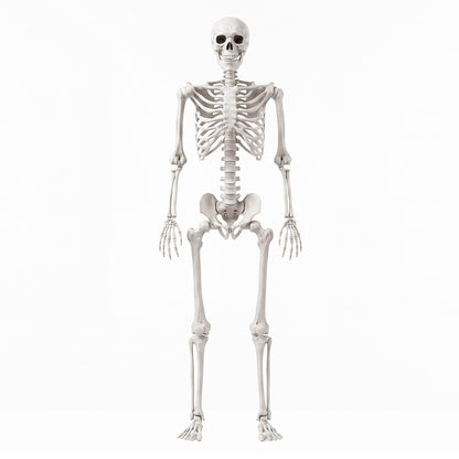 Life Size Skeleton Decoration White 165x36x11cm