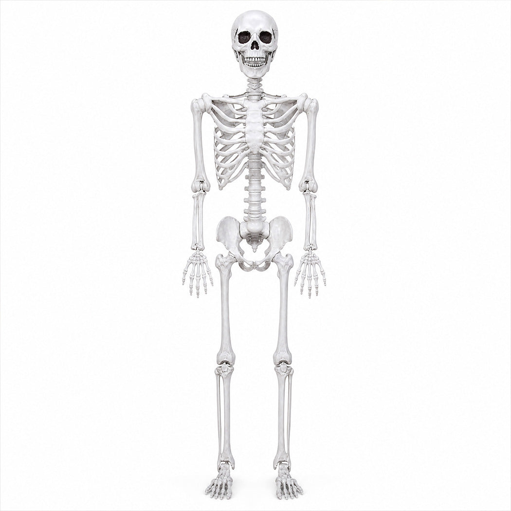 Life Size Skeleton Decoration White 185x36x11cm