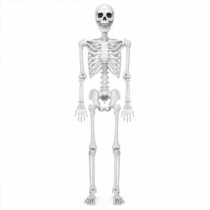 Life Size Skeleton Decoration White 185x36x11cm