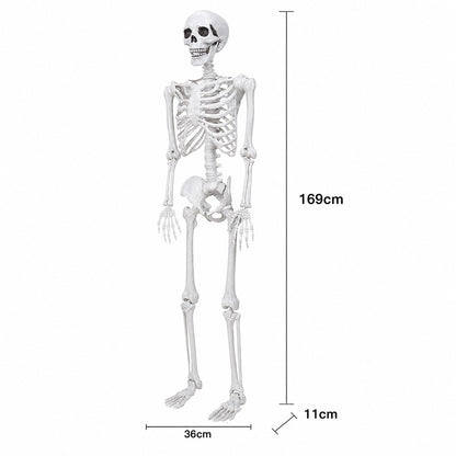 Life Size Skeleton Decoration White 185x36x11cm