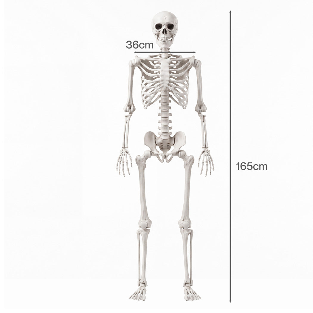 Life Size Skeleton Decoration White 165x36x11cm