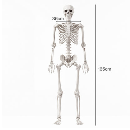 Life Size Skeleton Decoration White 165x36x11cm
