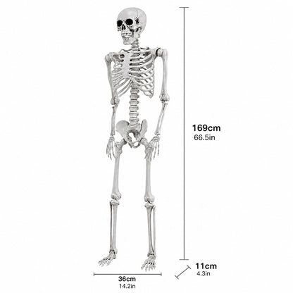 Life Size Skeleton Decoration 169x36x11cm