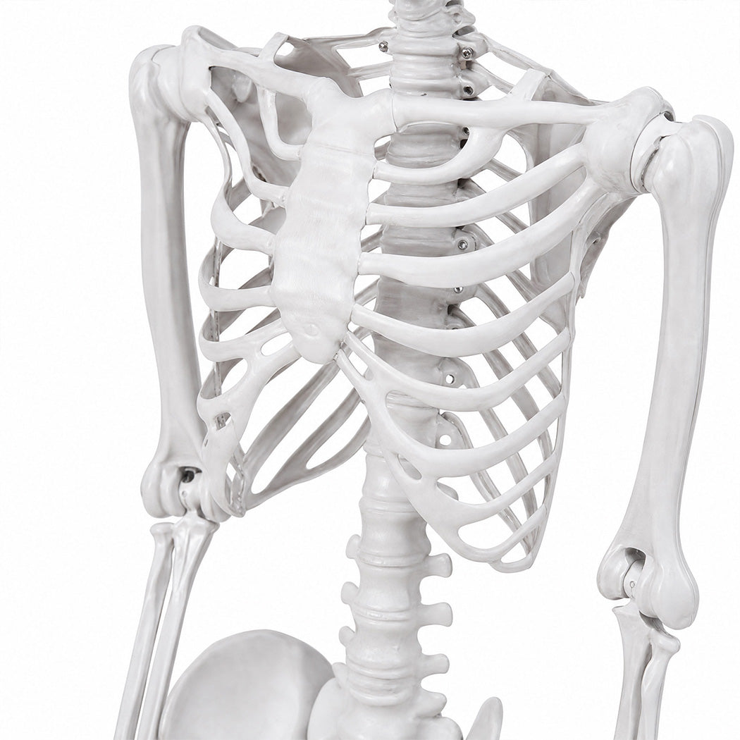 Life Size Skeleton Decoration White 185x36x11cm