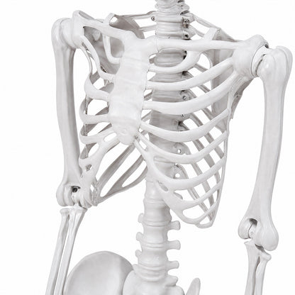 Life Size Skeleton Decoration White 185x36x11cm