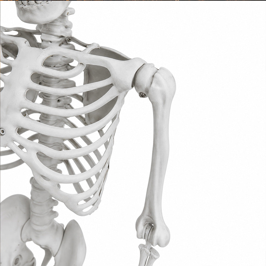 Life Size Skeleton Decoration 169x36x11cm