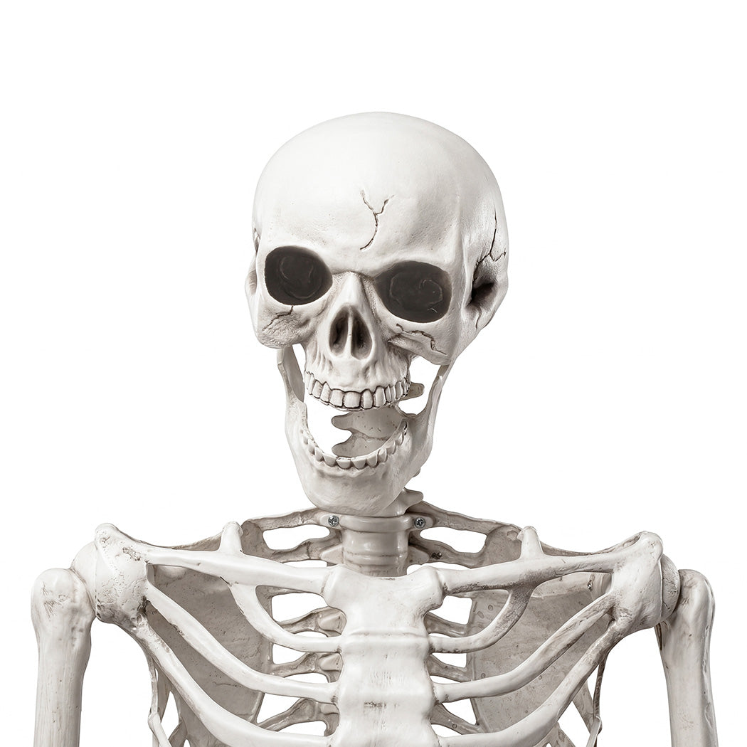 Life Size Skeleton Decoration White 165x36x11cm