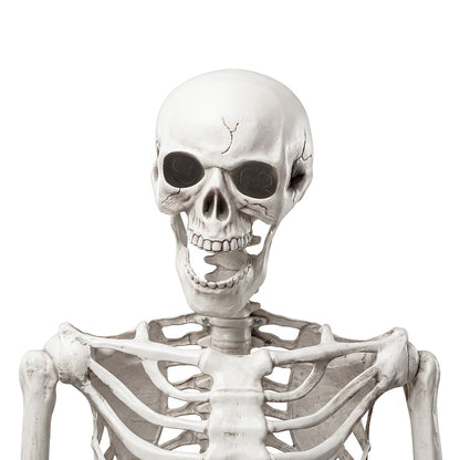 Life Size Skeleton Decoration White 165x36x11cm