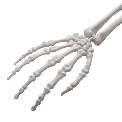 Life Size Pirate Skeleton Decor 166x38x17cm