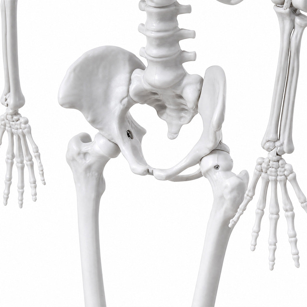 Life Size Skeleton Decoration White 185x36x11cm