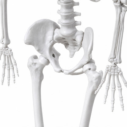 Life Size Skeleton Decoration White 185x36x11cm