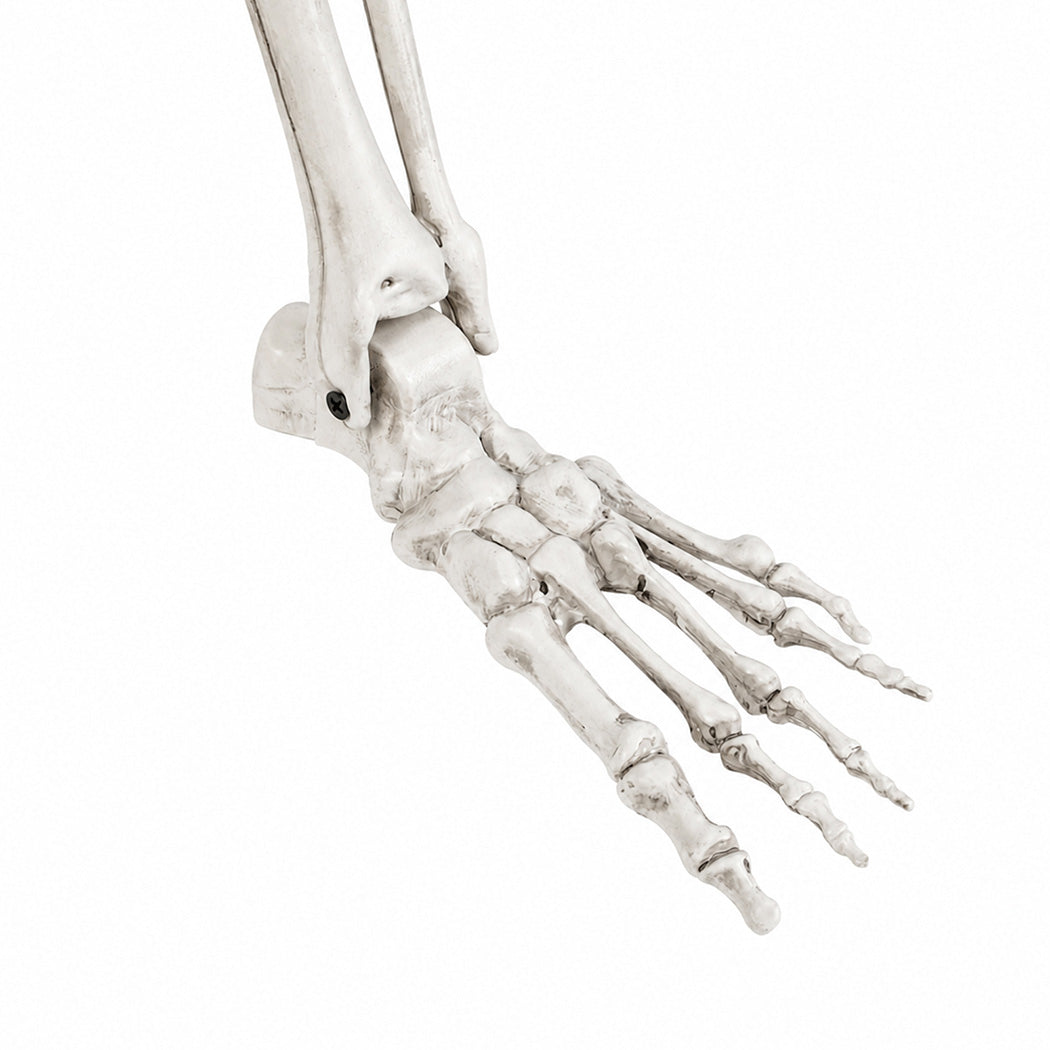 Life Size Skeleton Decoration White 165x36x11cm