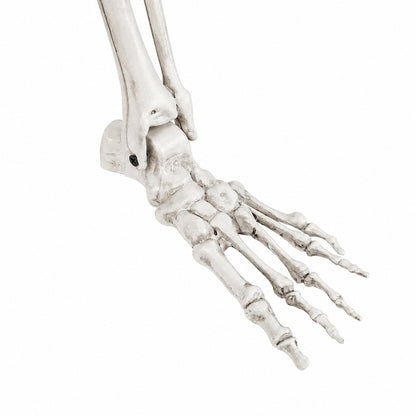 Life Size Skeleton Decoration White 165x36x11cm