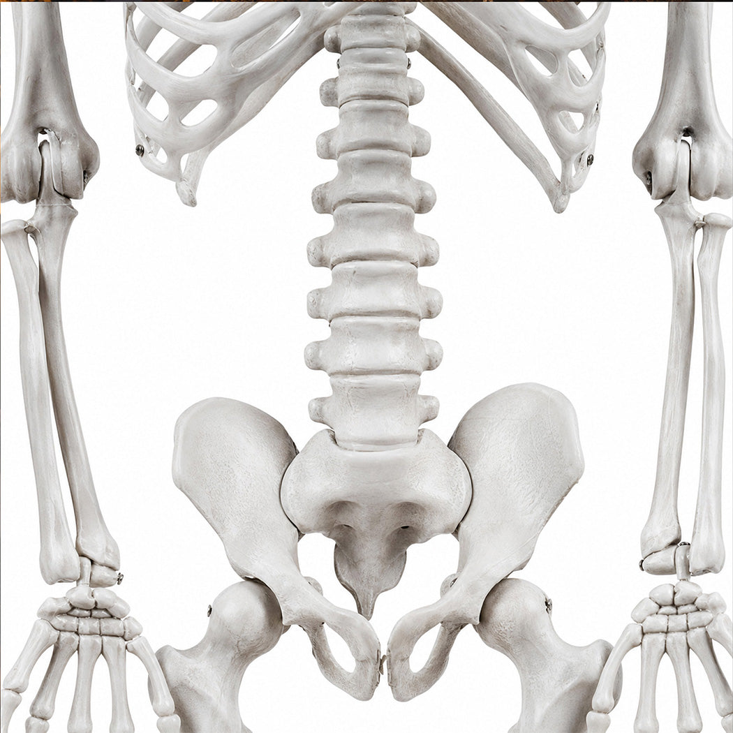 Life Size Skeleton Decoration 169x36x11cm