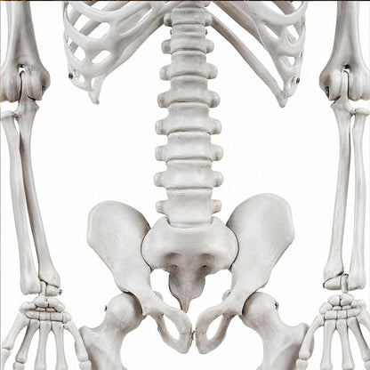 Life Size Skeleton Decoration 169x36x11cm