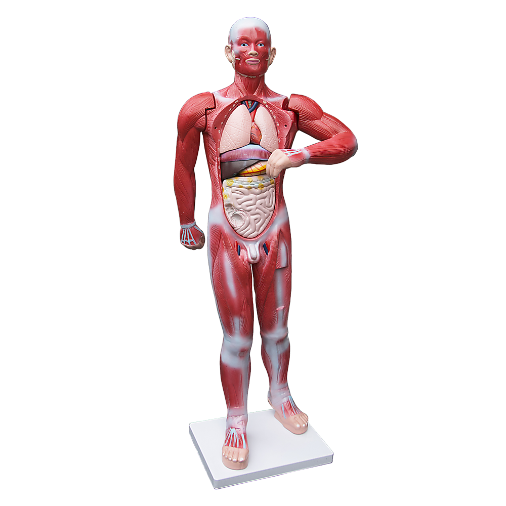 Human Anatomical Muscular Model Muscle System - Melbourne Home & Living