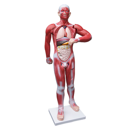 Human Anatomical Muscular Model Muscle System - Melbourne Home & Living