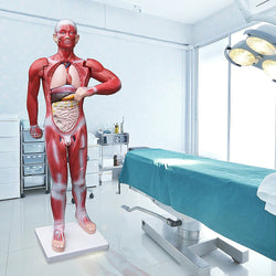 Human Anatomical Muscular Model Muscle System - Melbourne Home & Living