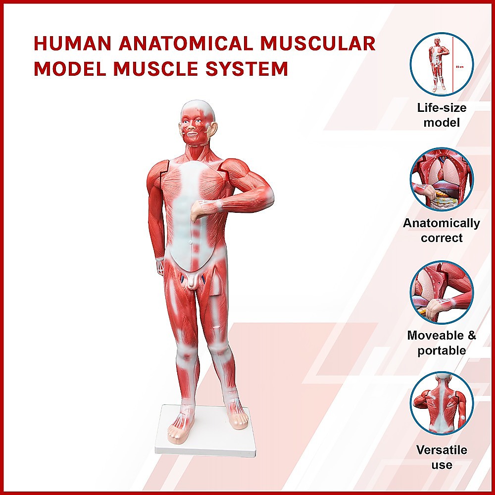 Human Anatomical Muscular Model Muscle System - Melbourne Home & Living