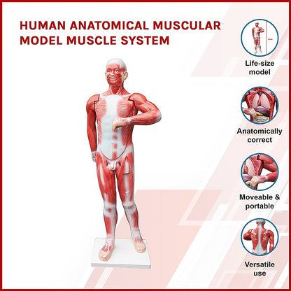 Human Anatomical Muscular Model Muscle System - Melbourne Home & Living