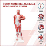 Human Anatomical Muscular Model Muscle System