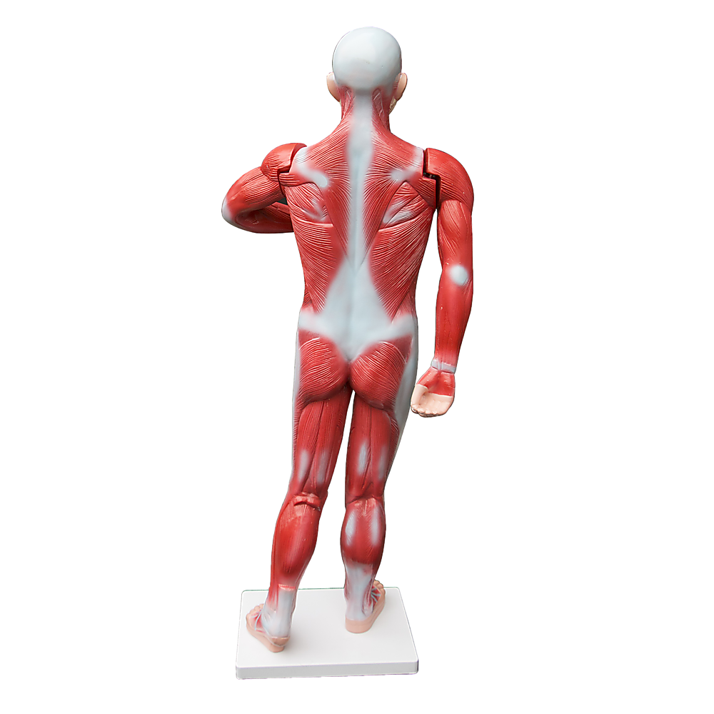 Human Anatomical Muscular Model Muscle System - Melbourne Home & Living