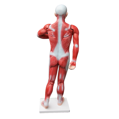 Human Anatomical Muscular Model Muscle System - Melbourne Home & Living
