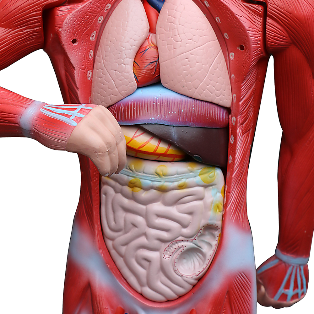 Human Anatomical Muscular Model Muscle System - Melbourne Home & Living