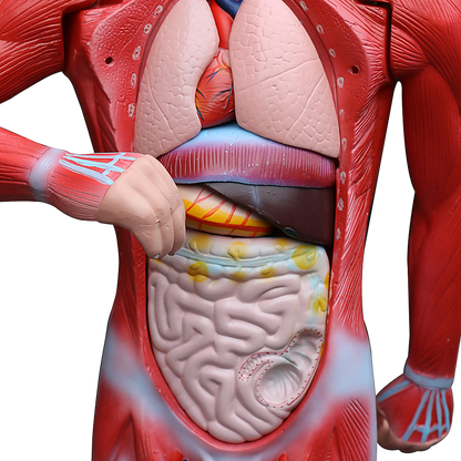 Human Anatomical Muscular Model Muscle System - Melbourne Home & Living