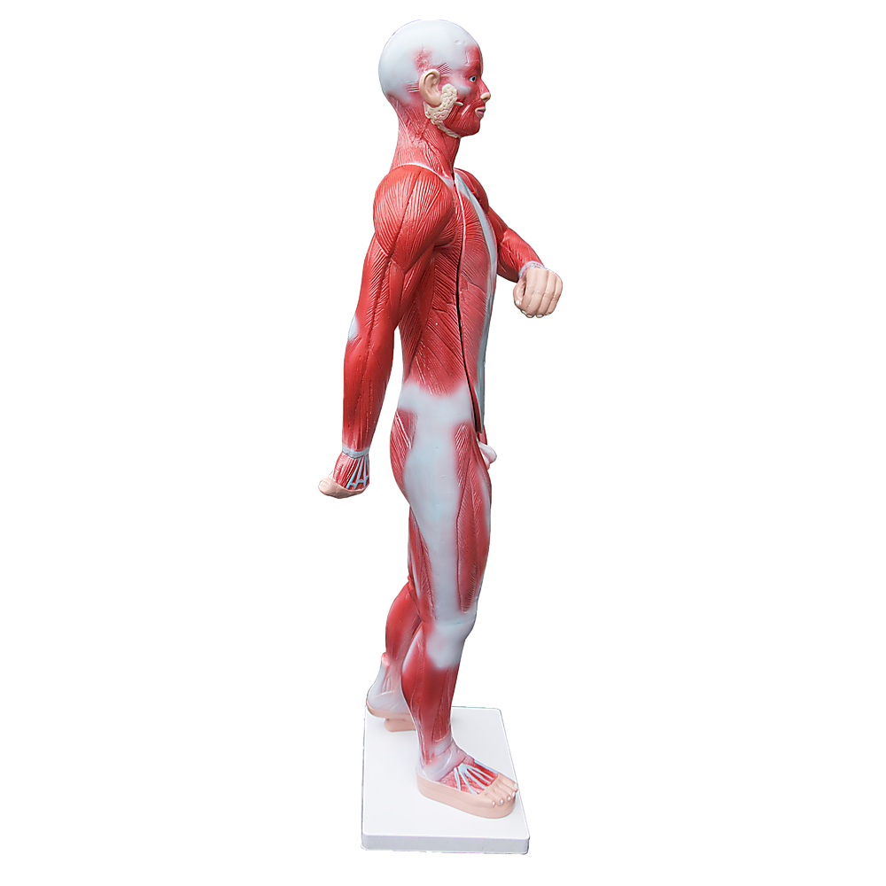 Human Anatomical Muscular Model Muscle System - Melbourne Home & Living